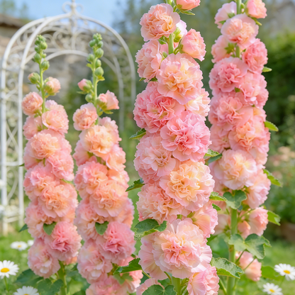 🌸Double Fragrant Hollyhock Seeds