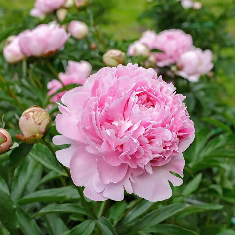 🔥LAST DAY 45% OFF🌺THE QUEEN OF FLOWERS—DOUBLE PETALED PIANI