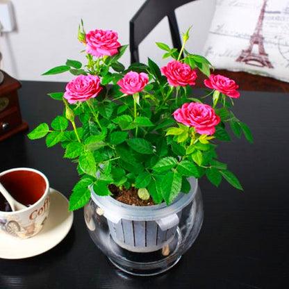 Beautiful Mini Rose Seeds, 100pcs/pack