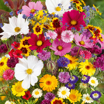 All Perennial Wildflower Seed Mix - Rainbow Garden