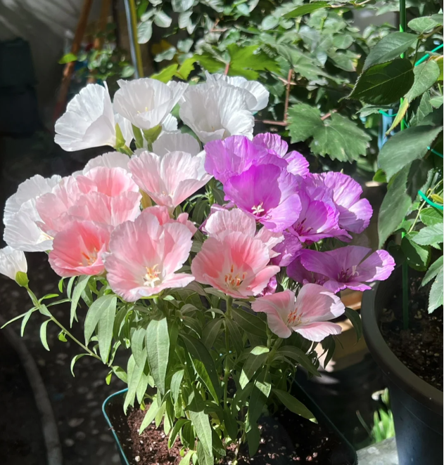 Clarkia amoena, Farewell-to-Spring