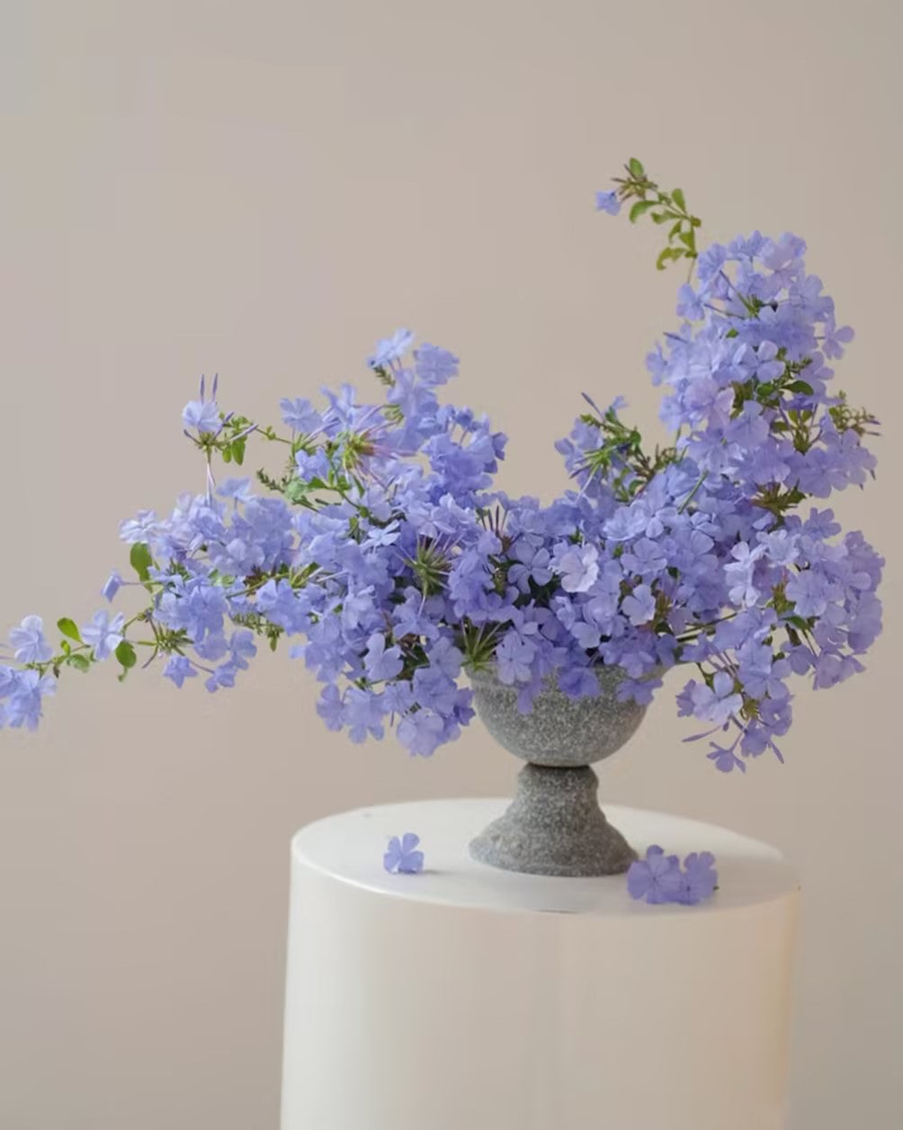 Blue Snowflake Seeds Sky Flower