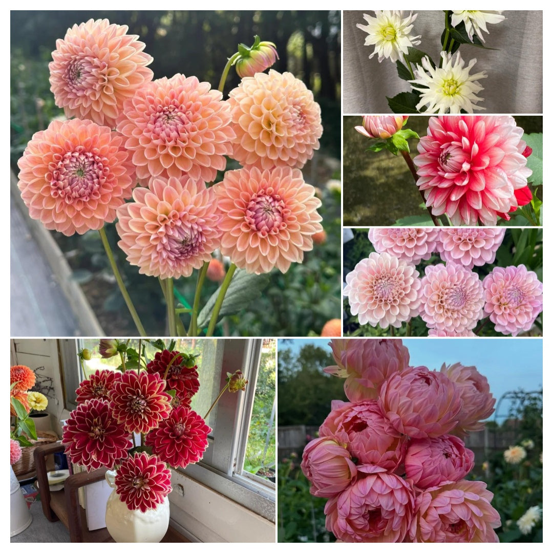 🌸The Queen of Flowers — Double Dahlia Bulbs | 50% OFF Today🔥