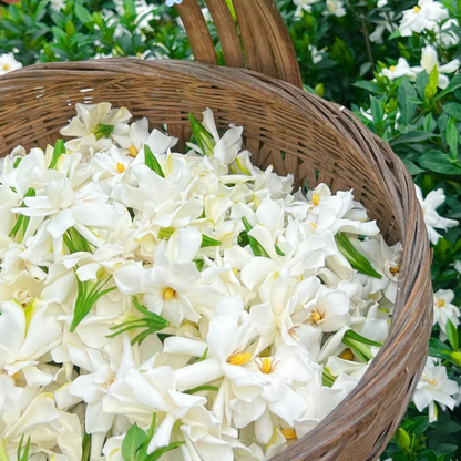 Large Gardenia Seeds