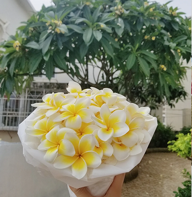 💛 Plumeria Seeds Limited-Time Sale! Create Your Summer Garden