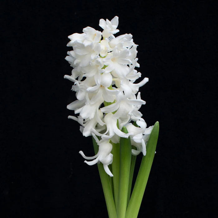 💜Hyacinth Bulbs – Fragrance You Can Grow