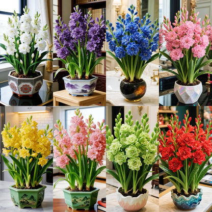 🌼 Double Tuberose Bulbs – Living Perfume for Your Garden