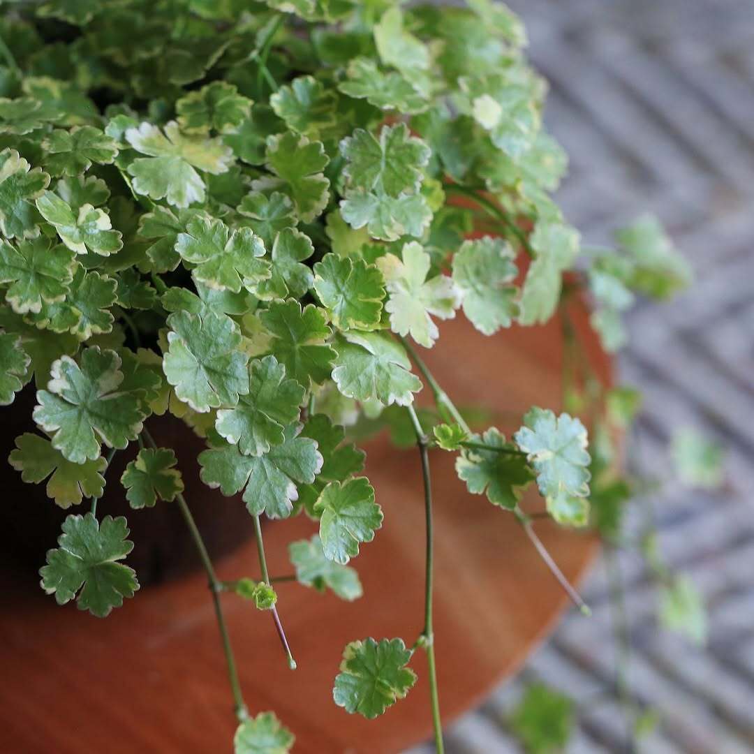 Coriander leaf 'Crystal Candy'