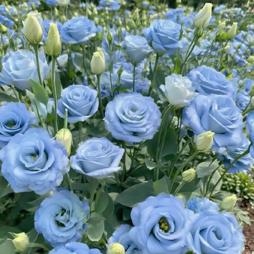 🌺Lisianthus - Sincere Love