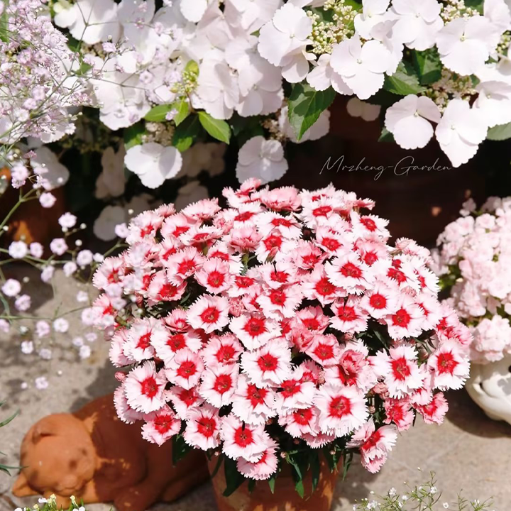 Strawberry Colored Dianthus Potted Plant