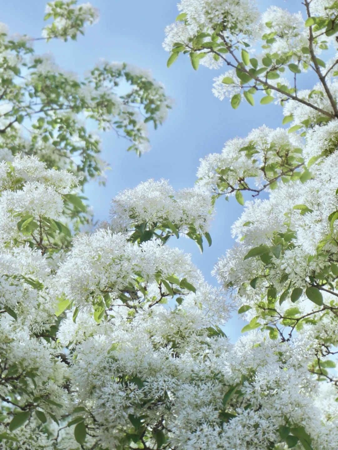 White Fringe Tree-April Snow