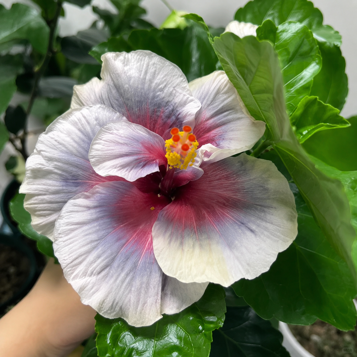 🌺 Premium Hibiscus Seeds-Grow Giant Tropical Blooms With Months of Brilliant Color and Effortless Beauty