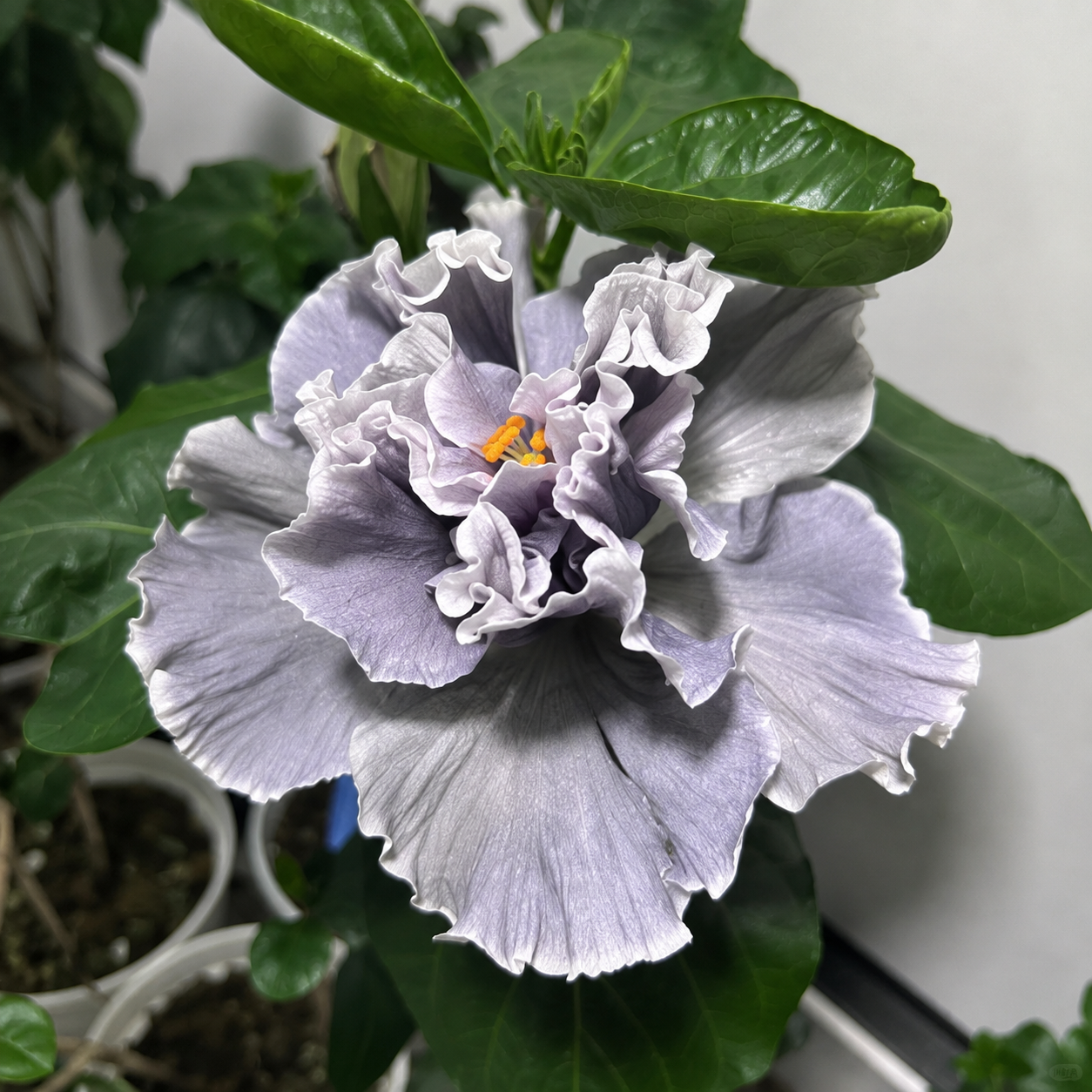 🌺 Premium Hibiscus Seeds-Grow Giant Tropical Blooms With Months of Brilliant Color and Effortless Beauty