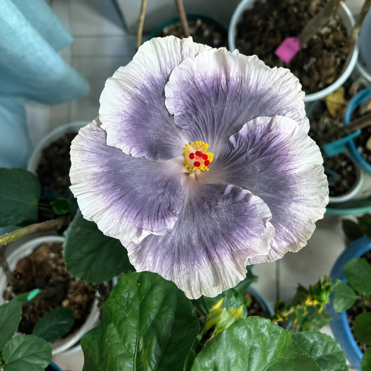 🌺 Premium Hibiscus Seeds-Grow Giant Tropical Blooms With Months of Brilliant Color and Effortless Beauty