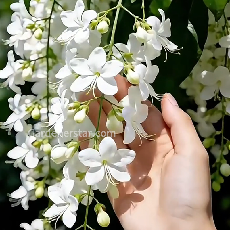 Tailing jasmine Seeds- brides veil💕