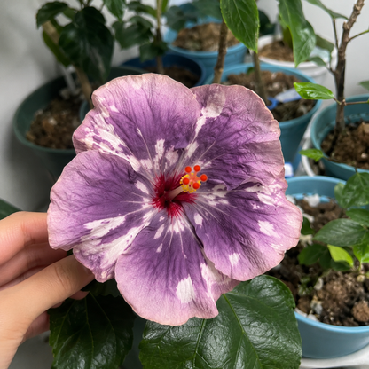 🌺 Premium Hibiscus Seeds-Grow Giant Tropical Blooms With Months of Brilliant Color and Effortless Beauty