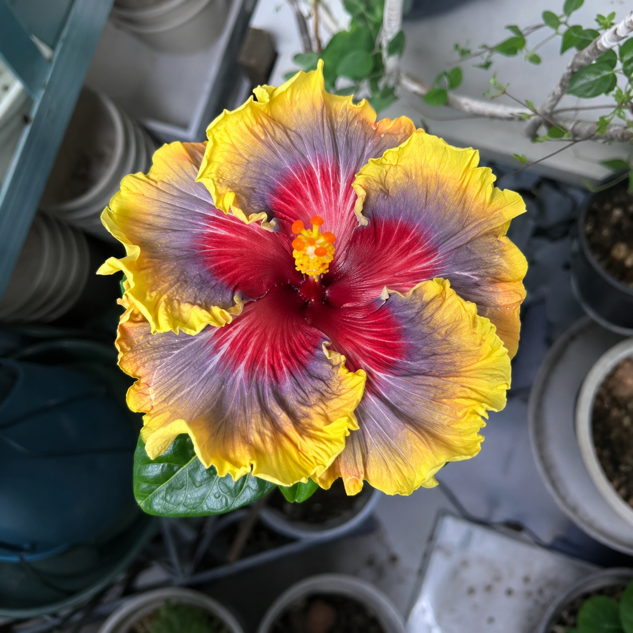 🌺 Premium Hibiscus Seeds-Grow Giant Tropical Blooms With Months of Brilliant Color and Effortless Beauty