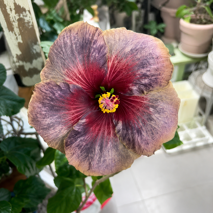 🌺 Premium Hibiscus Seeds-Grow Giant Tropical Blooms With Months of Brilliant Color and Effortless Beauty