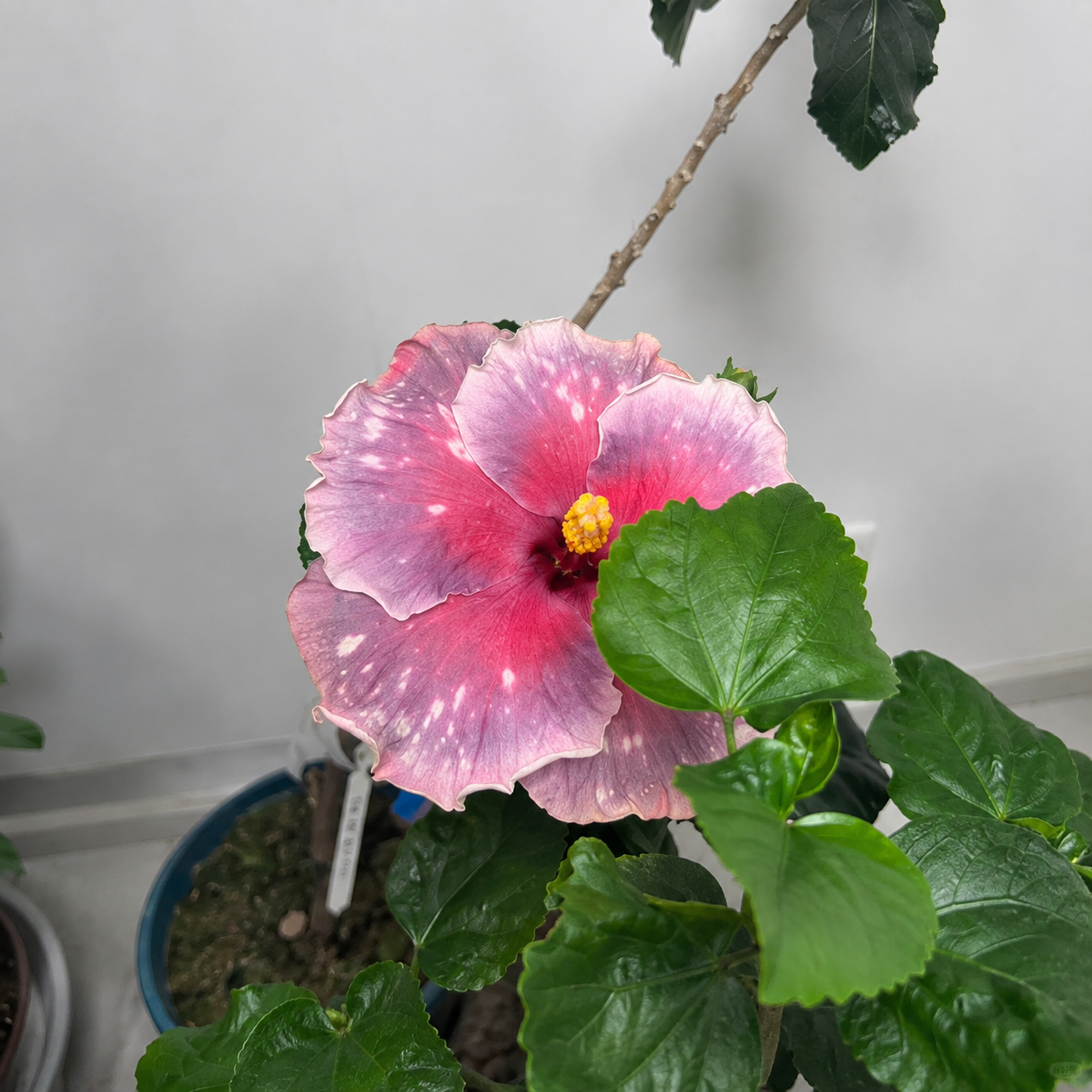 🌺 Premium Hibiscus Seeds-Grow Giant Tropical Blooms With Months of Brilliant Color and Effortless Beauty
