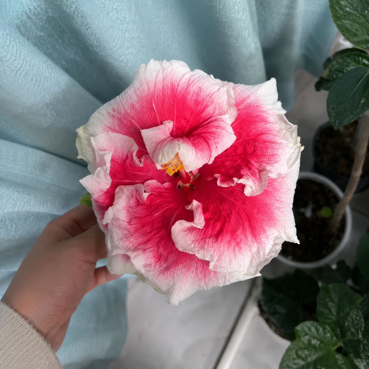 🌺 Premium Hibiscus Seeds-Grow Giant Tropical Blooms With Months of Brilliant Color and Effortless Beauty