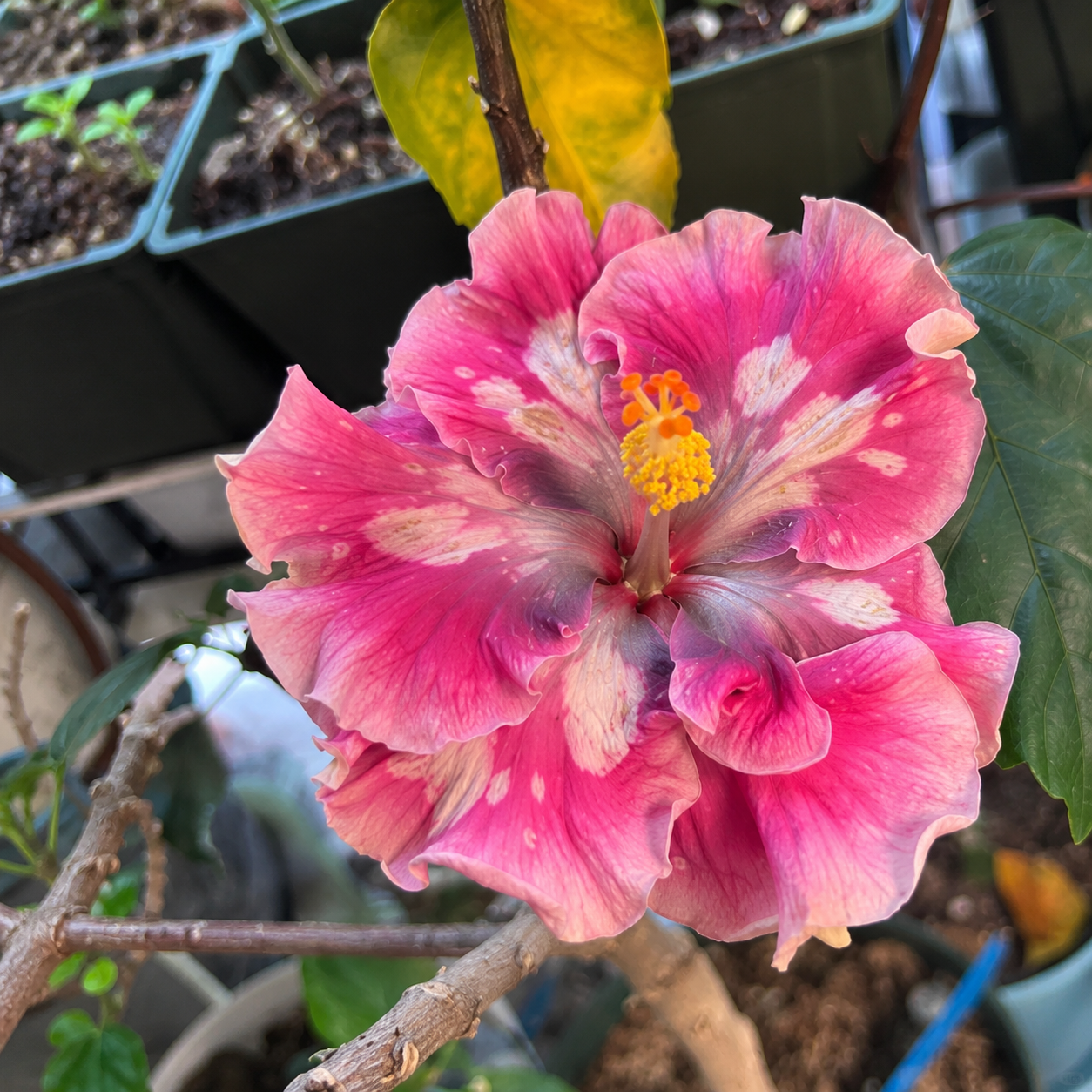 🌺 Premium Hibiscus Seeds-Grow Giant Tropical Blooms With Months of Brilliant Color and Effortless Beauty
