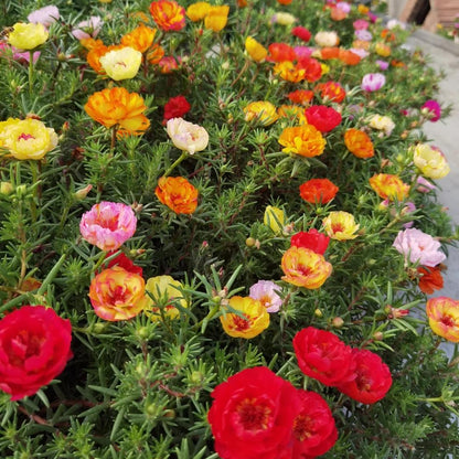 Your Happy Place Starts with Double-flowered moss rose🌈