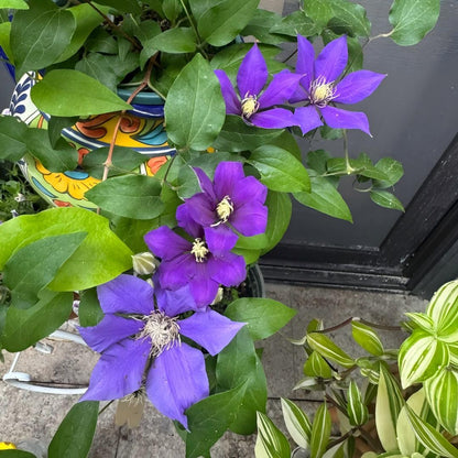 Clematis Seeds-The Queen of Climbing Vines