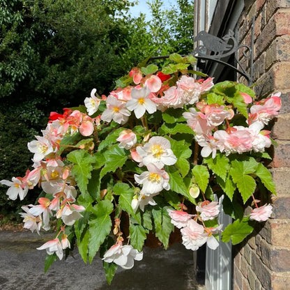 🌺 Premium Weeping Begonia Bulbs