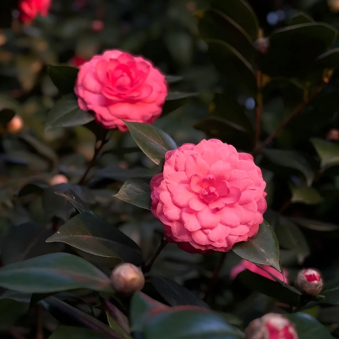 🌺 Premium Camellia Seeds-One Beautiful Plant. Four Extraordinary Rewards.