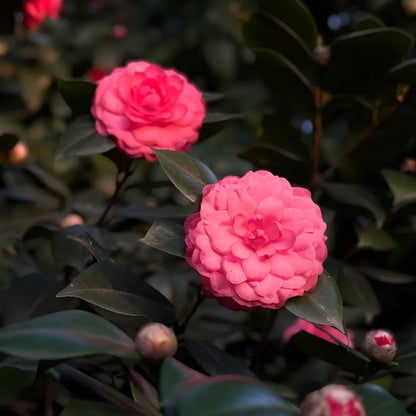 🌺 Premium Camellia Seeds-One Beautiful Plant. Four Extraordinary Rewards.
