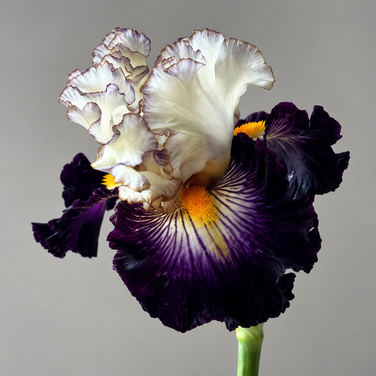 ⚜️German Bearded Iris Bulbs-Dramatic Ruffled Blooms•Lasting Perennial Beauty