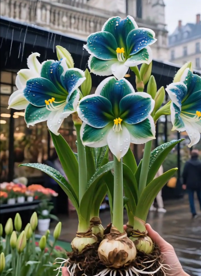 Double-Petaled Perfume Amaryllis Bulbs