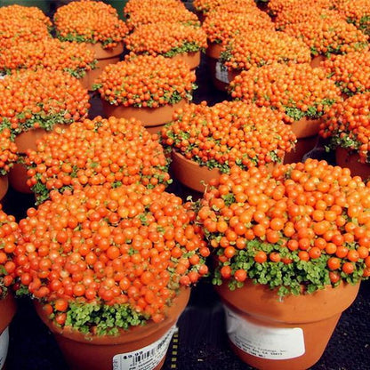 Egrow 50Pcs(100Pcs)/Bag Lamp Beads Grass Seeds Flower Seeds Garden Bonsai Plant for Home Garden Plants