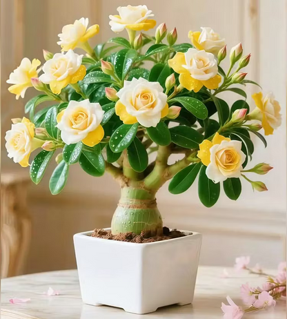 🌵 DESERT ROSE BULBS– EXOTIC BLOOMS, EFFORTLESS BEAUTY! 🌺✨