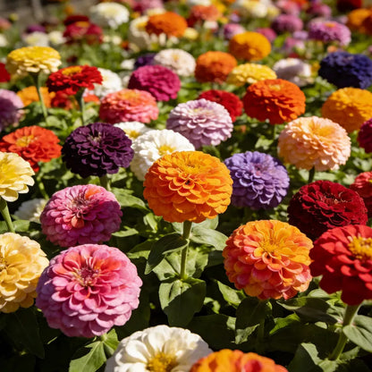 🌺Double-Flowered Mixed Zinnia Seeds