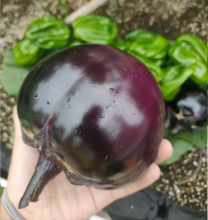 Black And Purple Eggplant Seeds