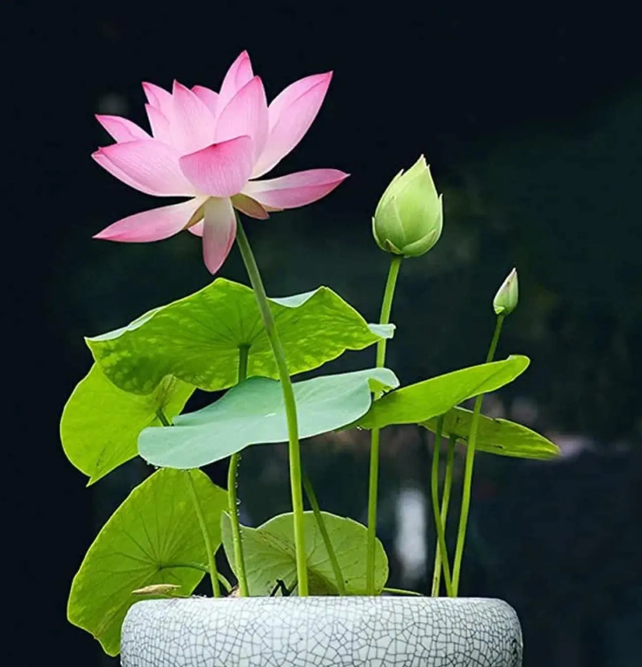 💧 The Sacred Bonsai Bowl Lotus Flower