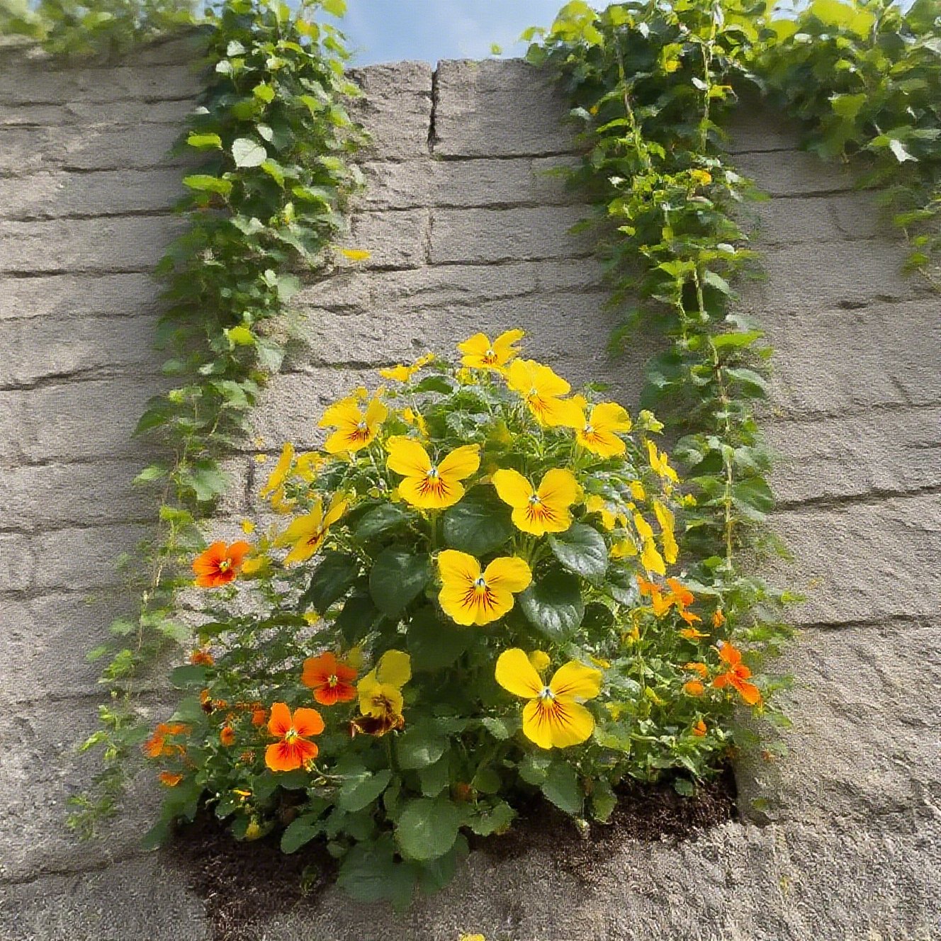 🏆 50K+ SOLD! 🦋🌹 Moonlight Butterfly Flower Seeds – Fall & Winter Planting, Perennial Blooms & Stunning Garden Elegance 🍂