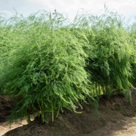 Planting Asparagus Seeds All Seasons