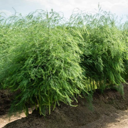 Planting Asparagus Seeds All Seasons