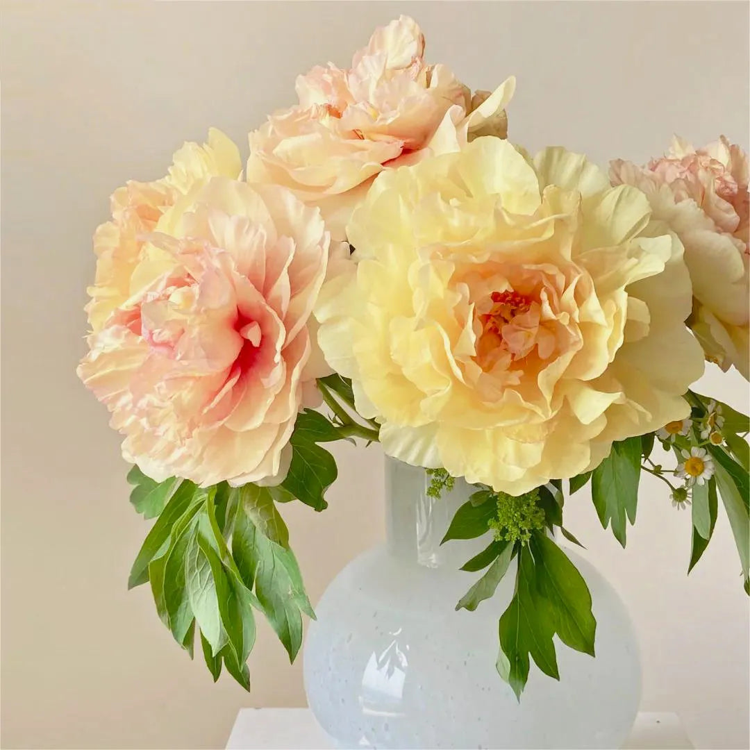 🌺Peony - Love surrounds you