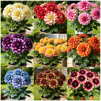 🌸Premium Double Dwarf Dahlia Seeds🏷️Limited-Time Offer