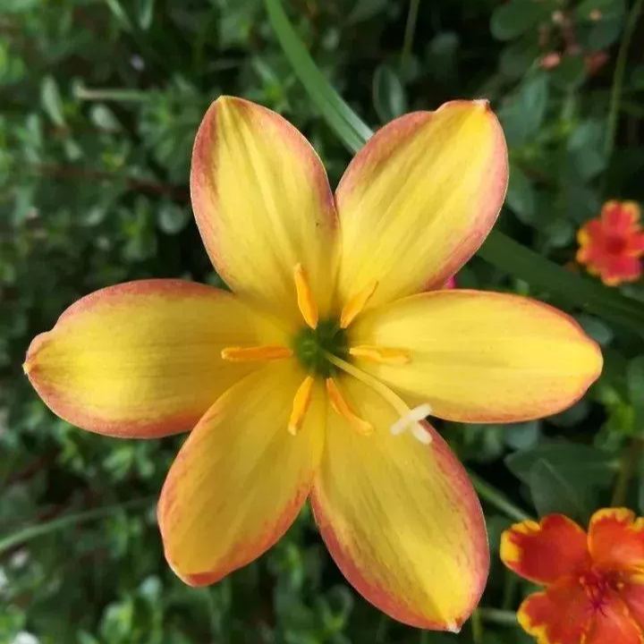 Rain Orchid Bulbs-Blooms once the next rain falls