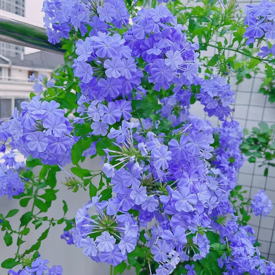 Blue Snowflake Seeds Sky Flower