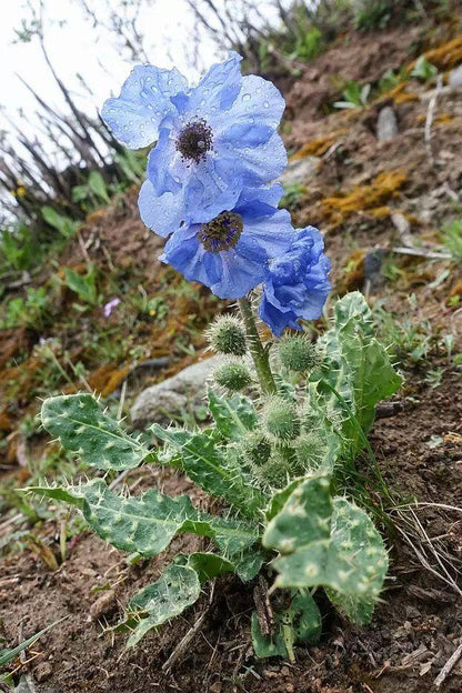 Meconopsis Rudis Flower Seeds