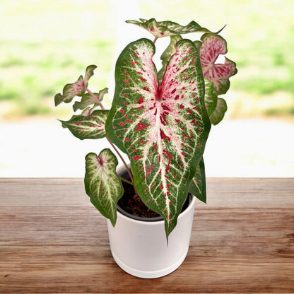Premium Pink Caladium Bulbs – Easy Grow Indoor/Outdoor