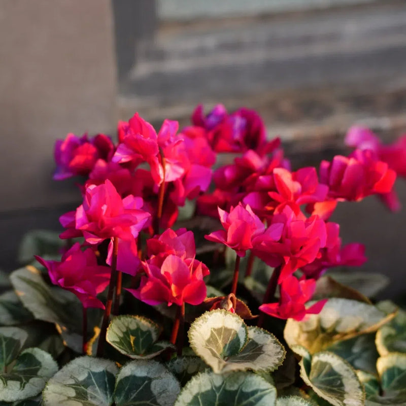Cyclamen Flower Seeds