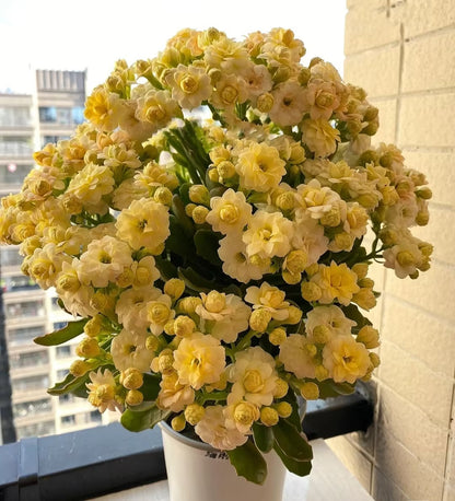 Kalanchoe Seed Garden Planting