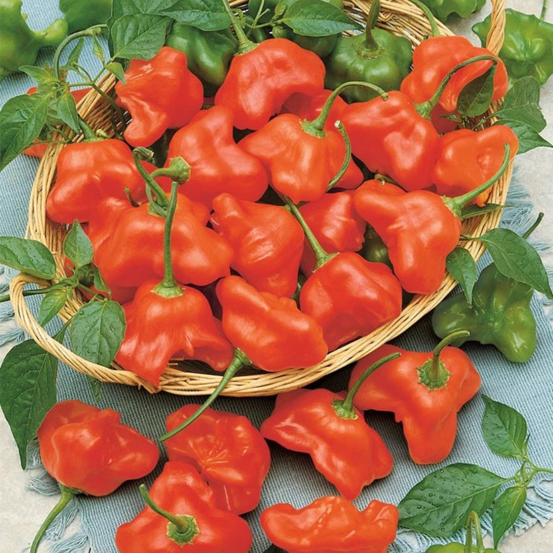 Chilli Pepper Bishops Crown Seeds (Capsicum baccatum)