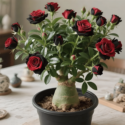 🌵🌺Premium Rare Desert Rose Bulbs